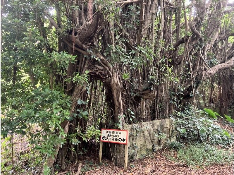 Oceania（オーシャニア） のギャラリー