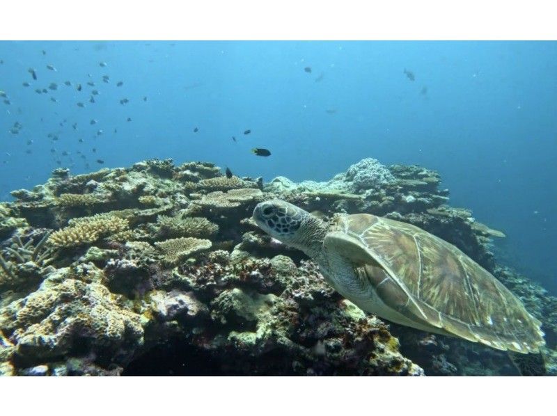 Sea Chan 石垣島 のギャラリー