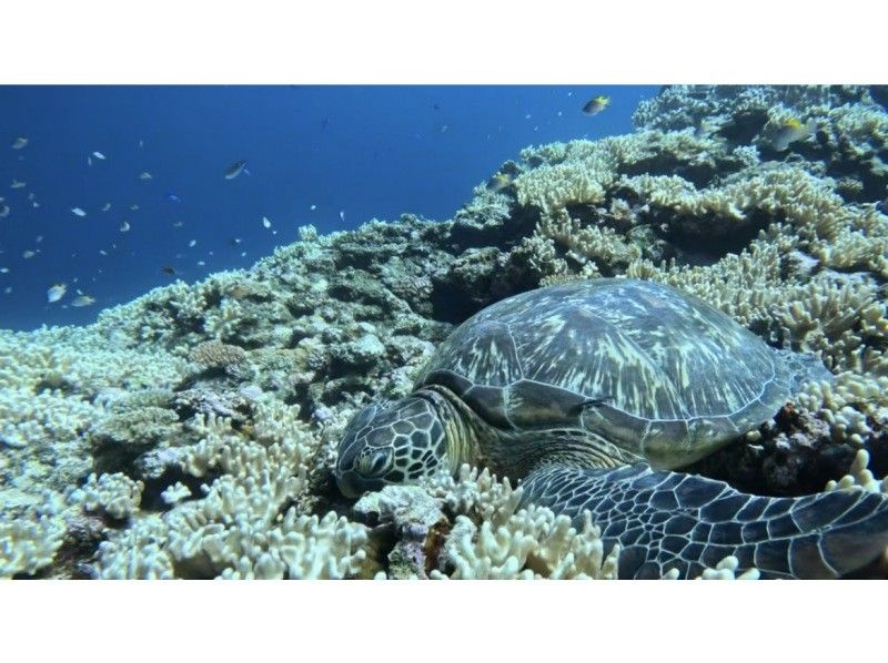 Sea Chan 石垣島 のギャラリー