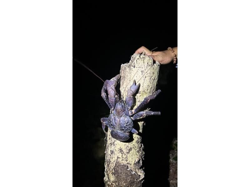 元気玉 のギャラリー