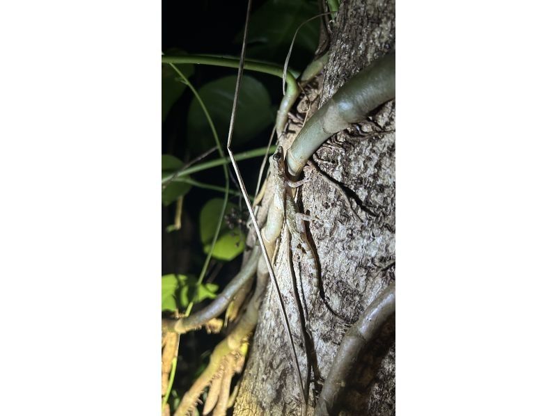 元気玉 のギャラリー