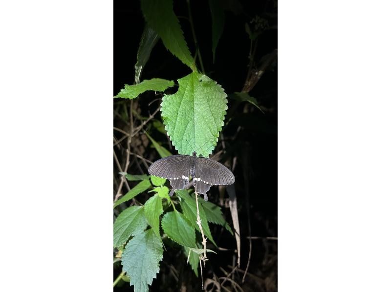 元気玉 のギャラリー