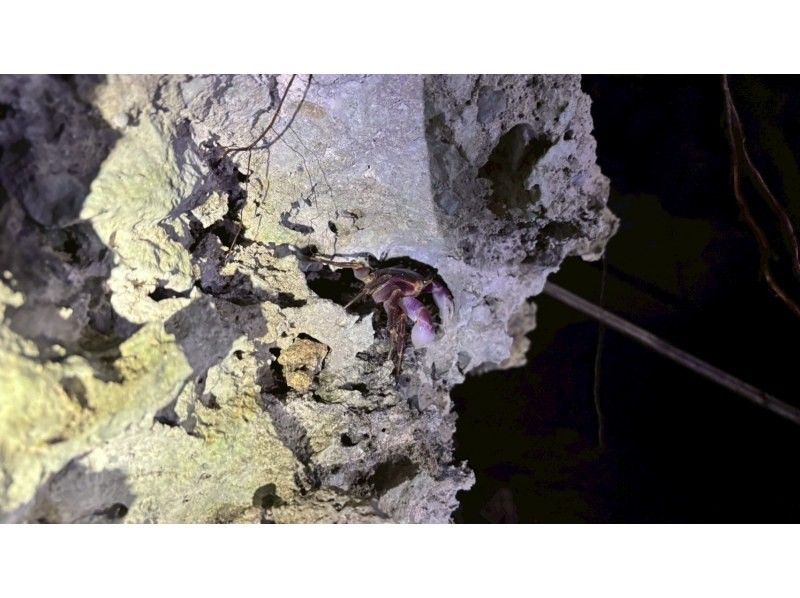 石垣島  ADVENTURE PiPi（ピピ） のギャラリー