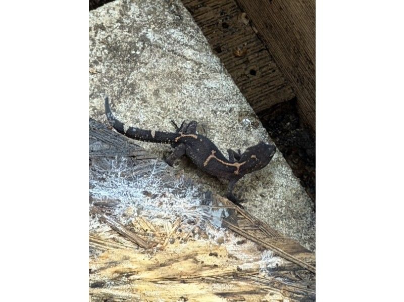 どきどきヤンバルンチャー のギャラリー