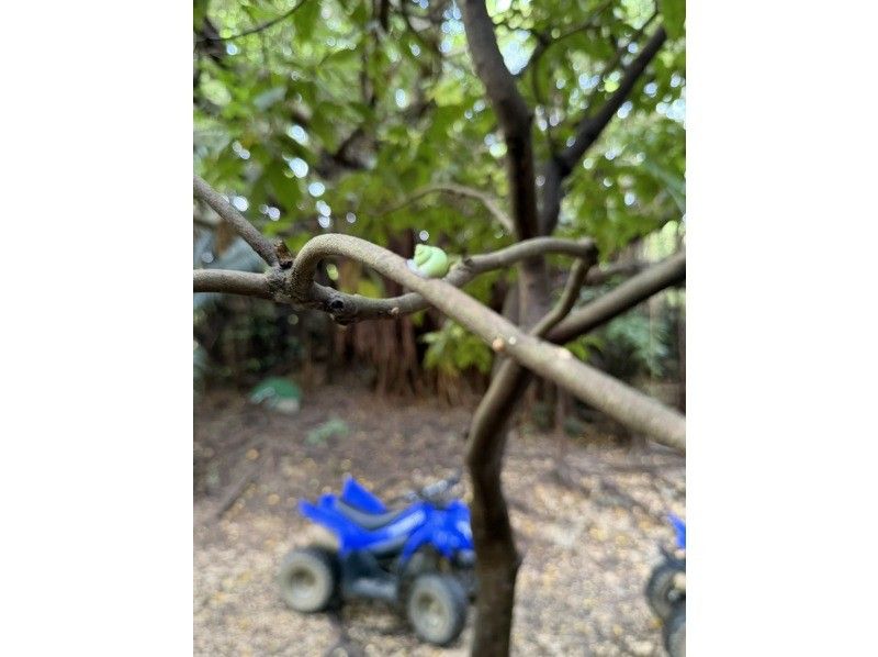 どきどきヤンバルンチャー のギャラリー