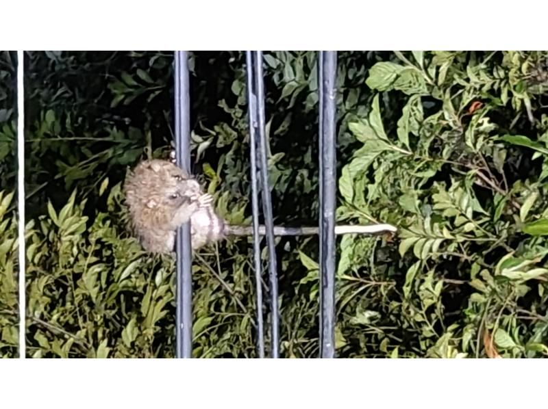 奄美ナイトガイドサービス のギャラリー