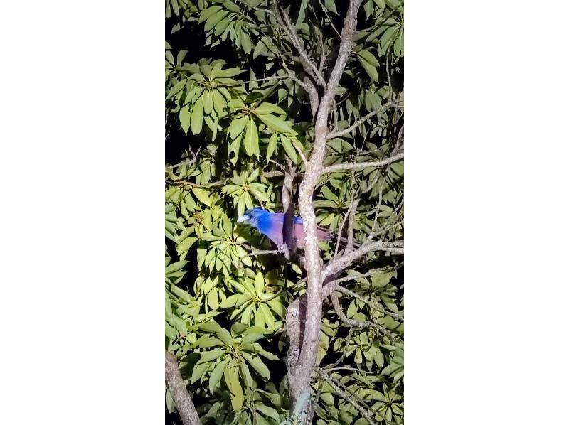 奄美ナイトガイドサービス のギャラリー