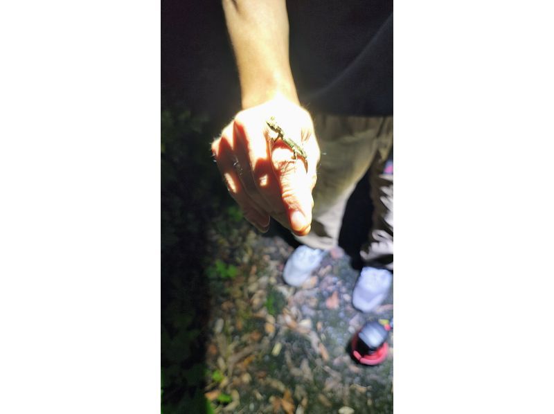 奄美ナイトガイドサービス のギャラリー