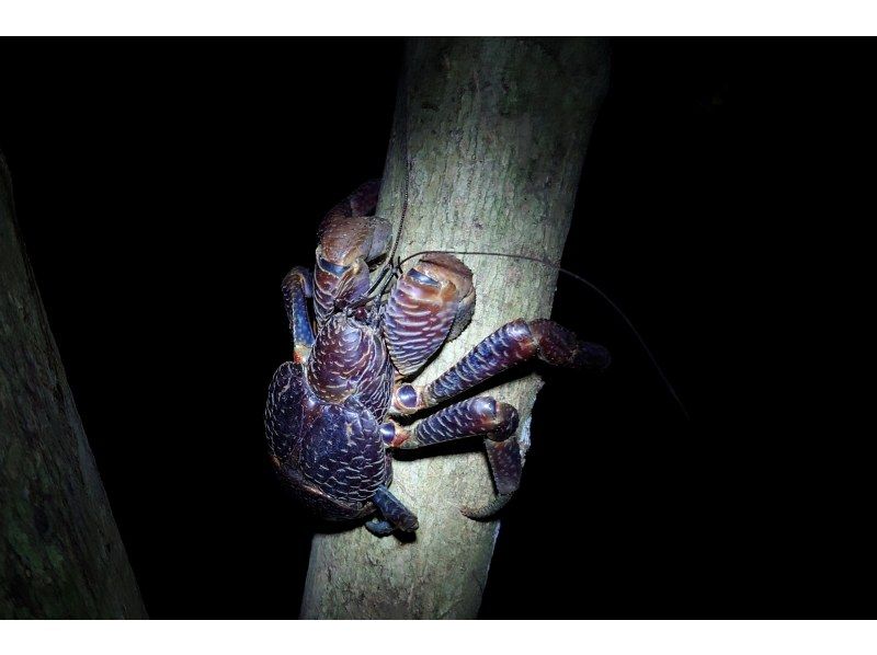 元気玉 のギャラリー