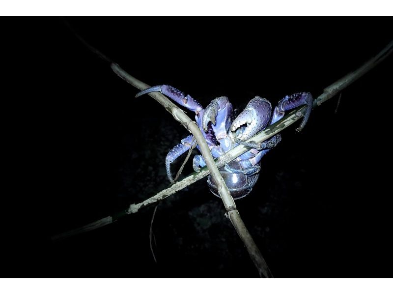 元気玉 のギャラリー