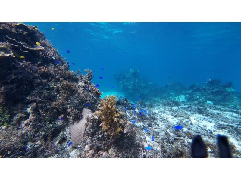 石垣島  ADVENTURE PiPi（ピピ） のギャラリー