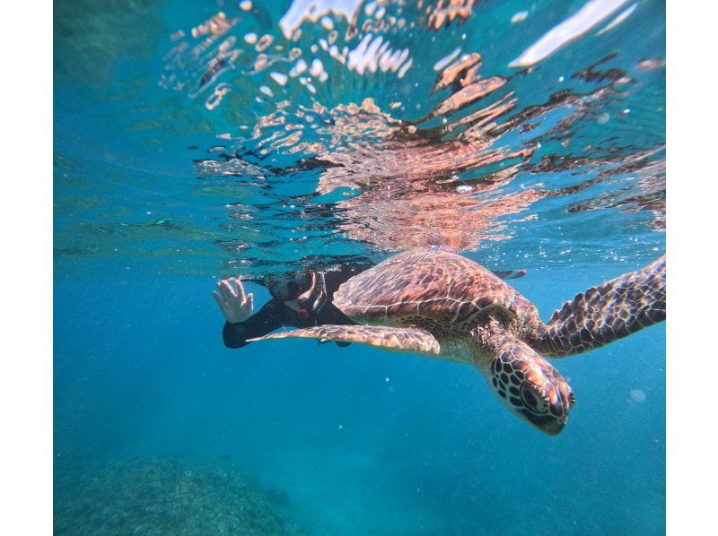 石垣島　ウミガメシュノーケル　マリンショップHAPPY のギャラリー