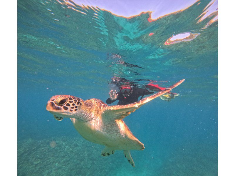 石垣島　ウミガメシュノーケル　マリンショップHAPPY のギャラリー
