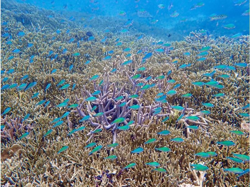 宮古島 ADVENTURE PiPi（ピピ） のギャラリー