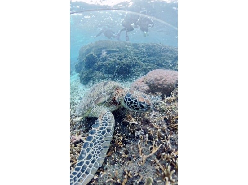 nico 宮古島 のギャラリー