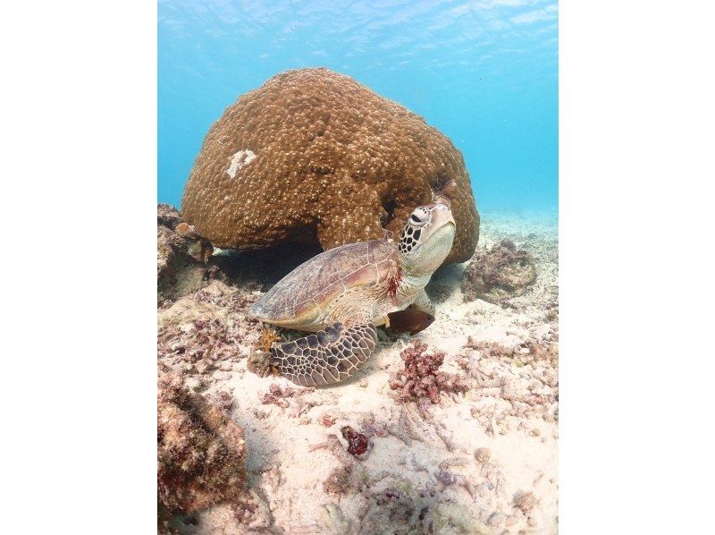 nico 宮古島 のギャラリー