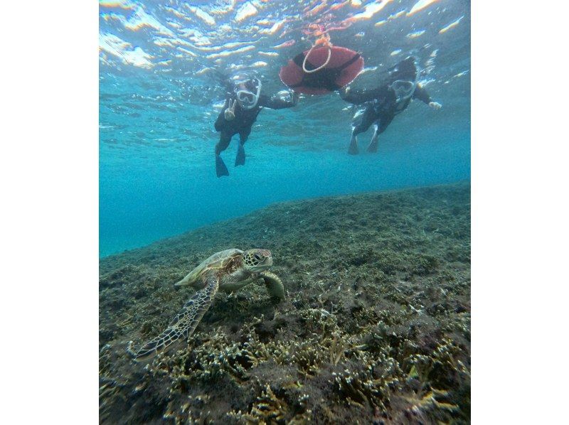 OCEAN LIFE のギャラリー