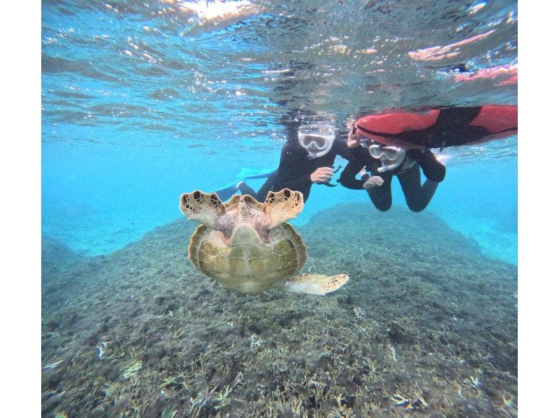 OCEAN LIFE のギャラリー