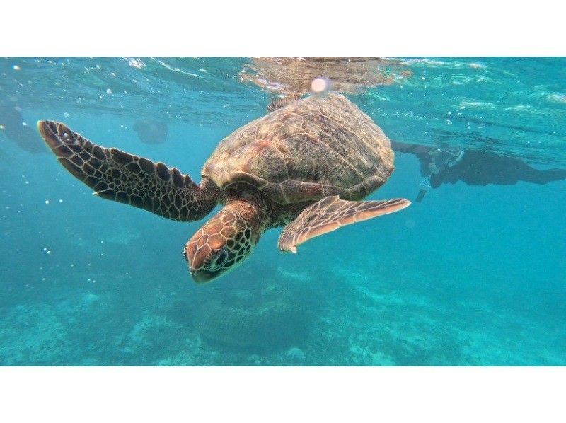 OCEAN LIFE のギャラリー