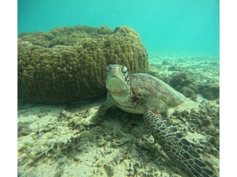 OCEAN LIFE のギャラリー