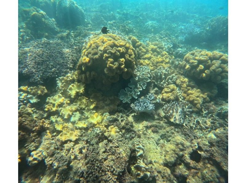 沖縄マリンサービスTI.OCEAN のギャラリー