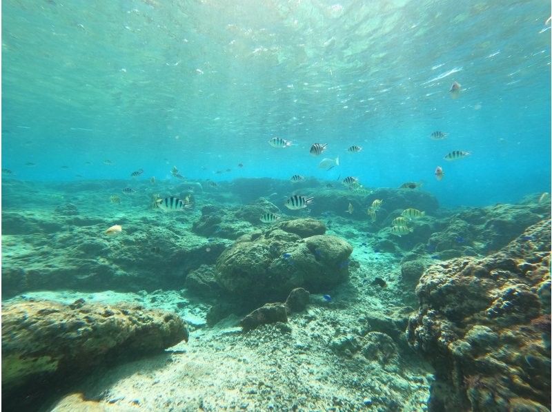 沖縄ダイビングショップシーモール のギャラリー