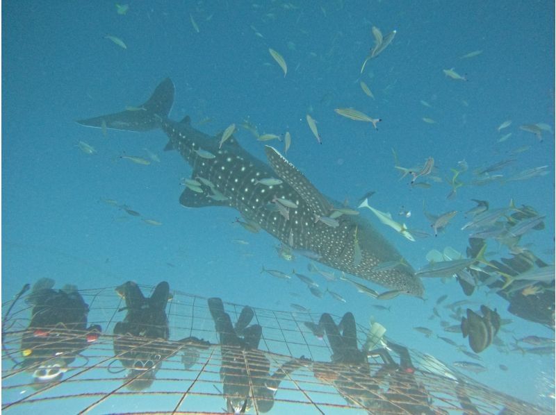 Marine Joint のギャラリー