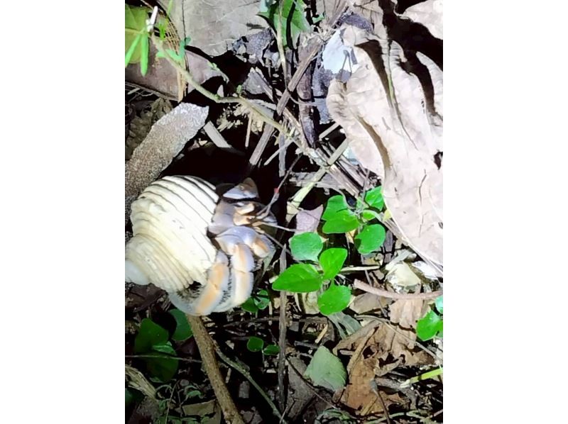 モンキーネイビー のギャラリー