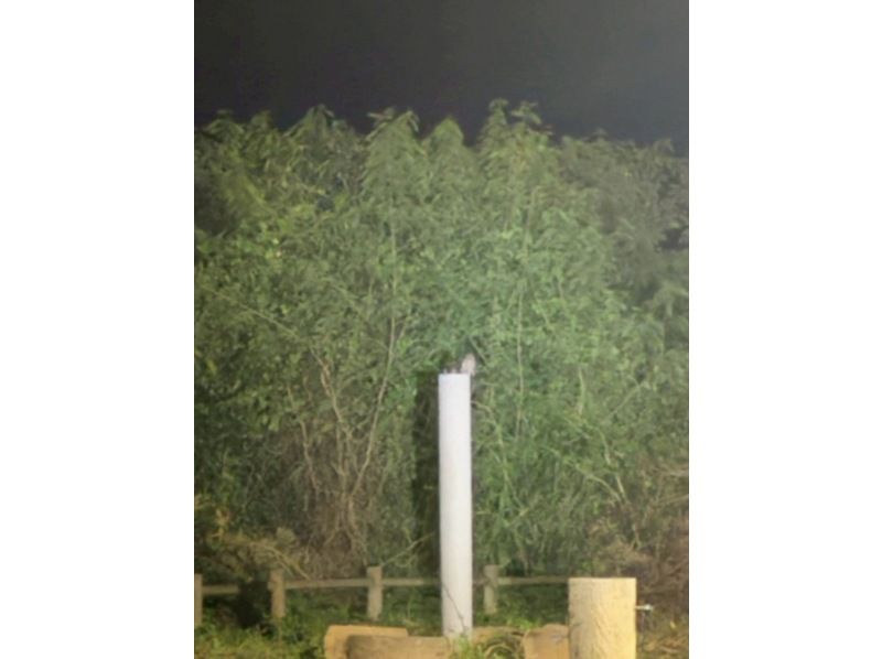 モンキーネイビー のギャラリー