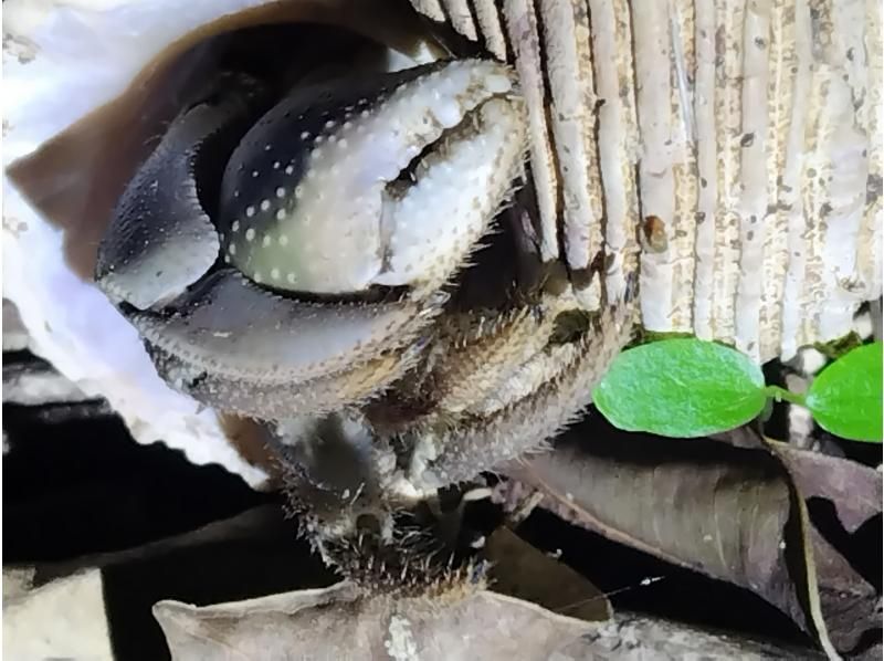 モンキーネイビー のギャラリー