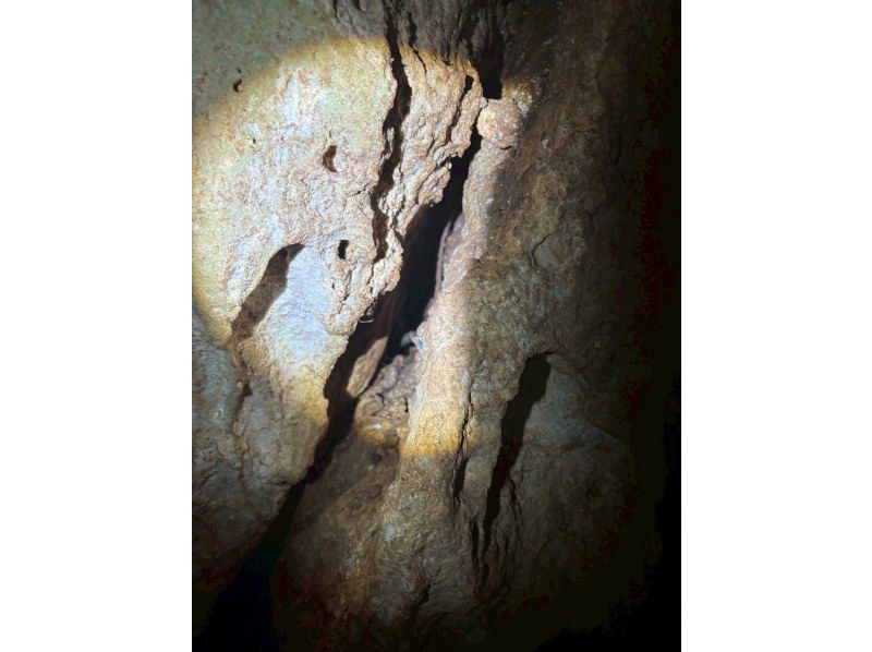 モンキーネイビー のギャラリー