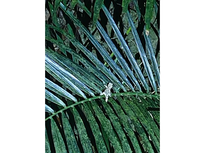 モンキーネイビー のギャラリー