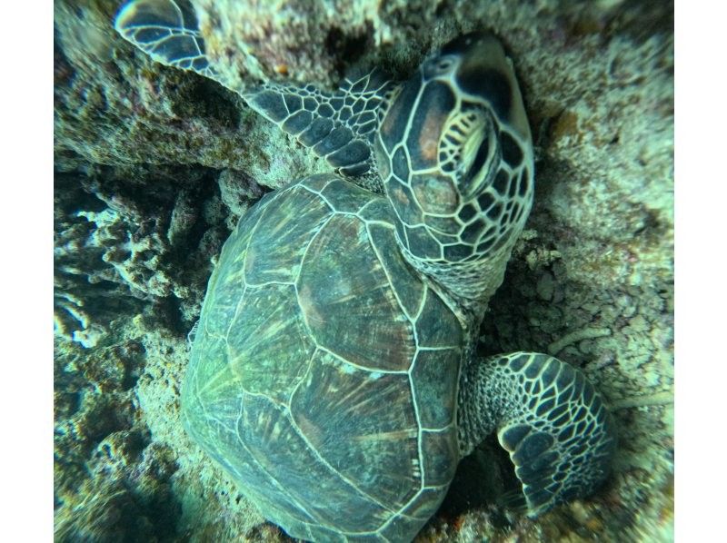 石垣島　ウミガメシュノーケル　マリンショップHAPPY のギャラリー