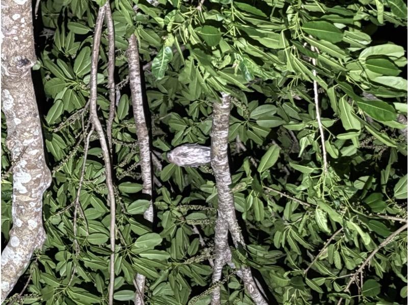 マーレ石垣島 のギャラリー