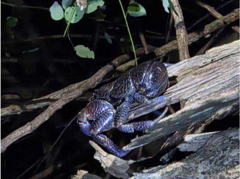 元気玉 のギャラリー