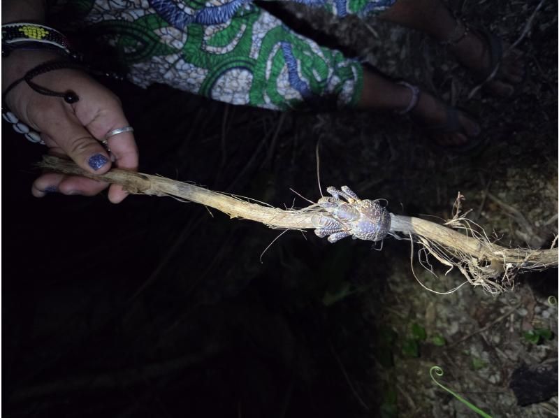 元気玉 のギャラリー