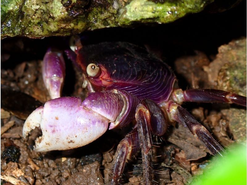 宮古島マリンショップSmiley のギャラリー