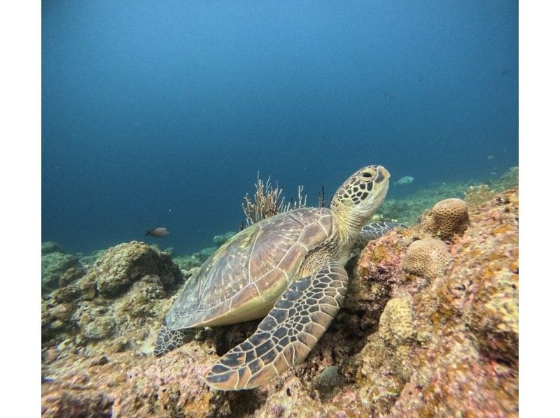 マーレ石垣島 のギャラリー