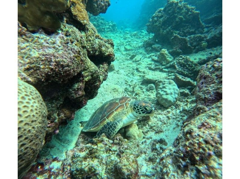 マーレ石垣島 のギャラリー