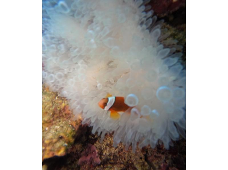 武藤潜水 のギャラリー