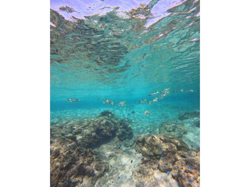 武藤潜水 のギャラリー