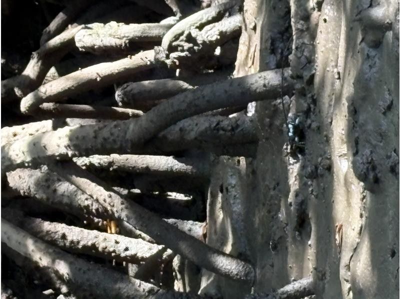 石垣島グランピングリゾートStarOcean のギャラリー