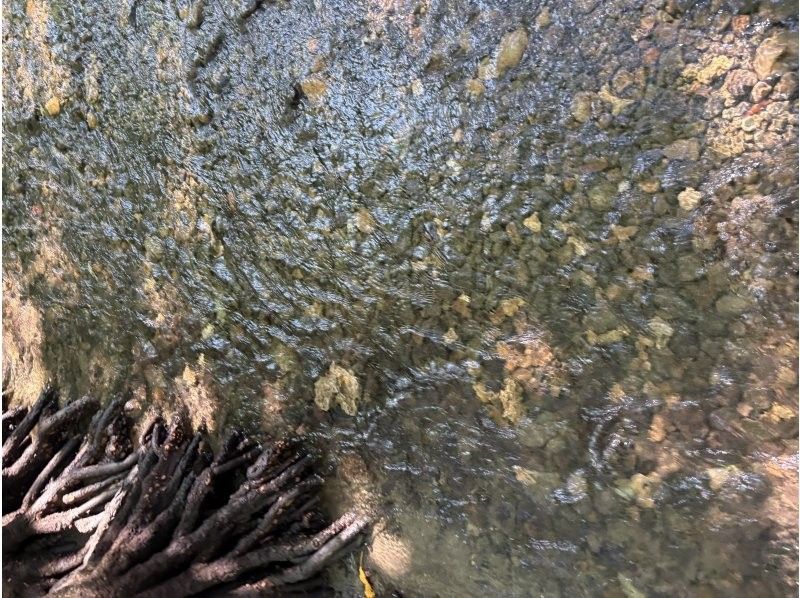 石垣島グランピングリゾートStarOcean のギャラリー