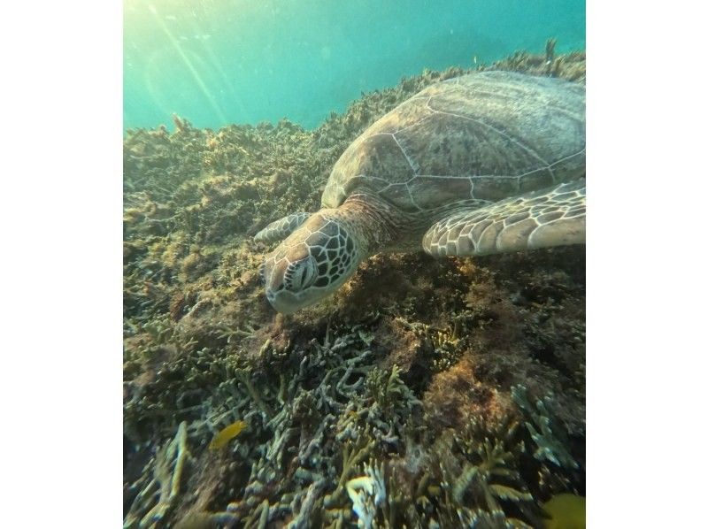 宮古島 ADVENTURE PiPi（ピピ） のギャラリー