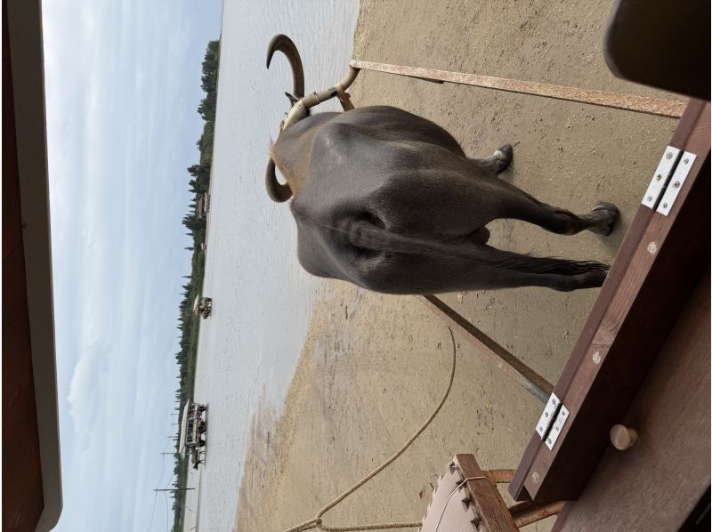 西表島カヌーツアー風車 のギャラリー