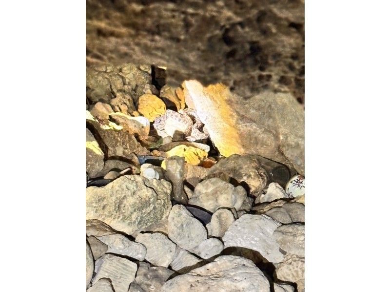 マーレ石垣島 のギャラリー