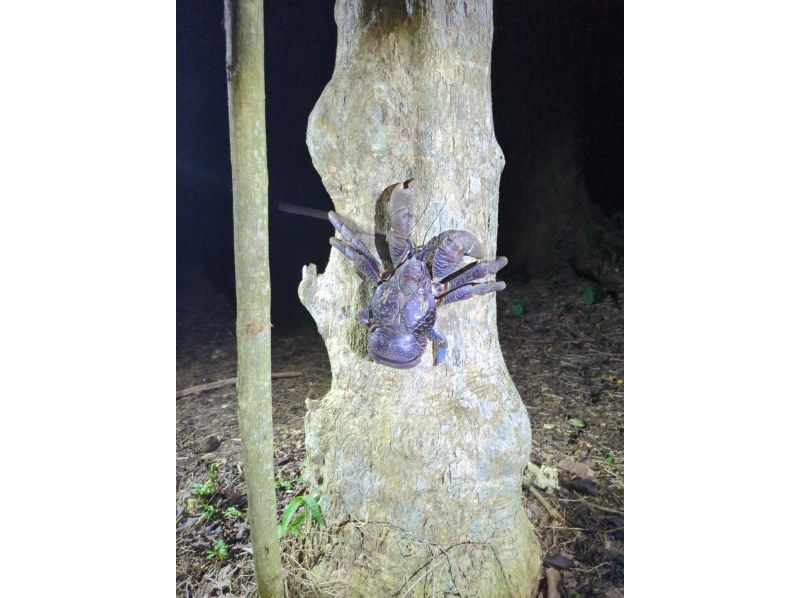 COCO宮古島 のギャラリー