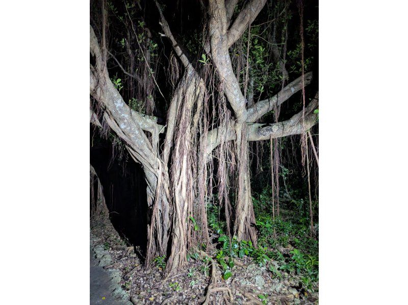 COCO宮古島 のギャラリー