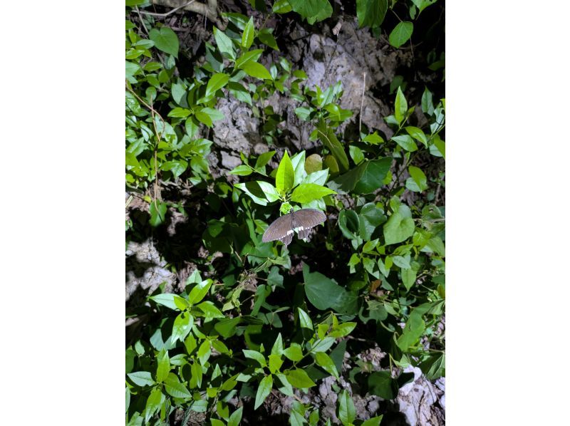 COCO宮古島 のギャラリー