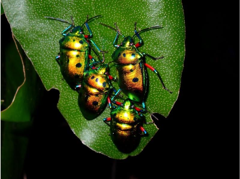 宮古島マリンショップSmiley のギャラリー